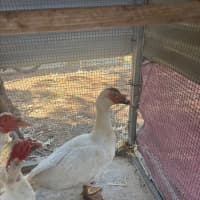 Photo of 3 Muscovy Ducks