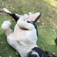 Photo of Ziggy