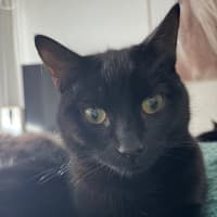 Photo of Loken