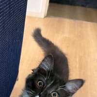 Photo of Zeek 