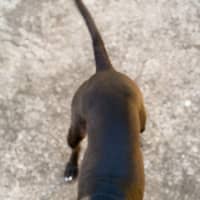 Photo of Bindi 