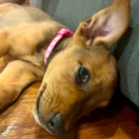 Photo of Betty   9 Week Old Mixed Breed