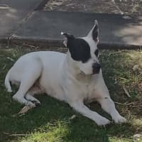 Photo of Buttercup
