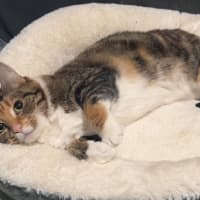 Photo of Penny