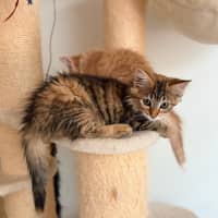 Photo of Athena   In Foster Care In Lower Plenty