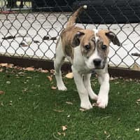 Photo of Stitch   3 Month Old Ridgeback X