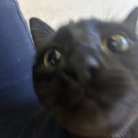Photo of Midnight