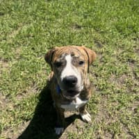 Photo of Hansel Imp 353