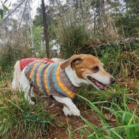 Photo of Poppy