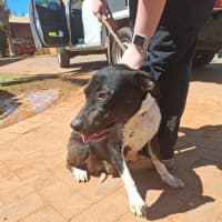 Photo of Juno (Honey)