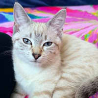 Photo of Snowie 