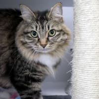 Photo of Cookie Sua014659