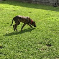 Photo of Dapper   7 Month Old Staffy X