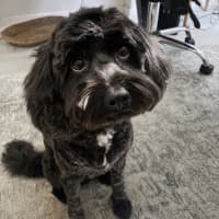 Photo of Schmidt (Assisted Rehome)