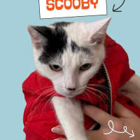 Photo of Scooby