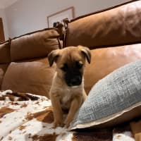 Photo of Nova 