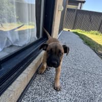 Photo of Titan (Was Tank)