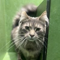 Photo of Cocoa