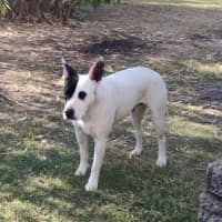 Photo of Buttercup