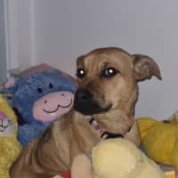 Photo of Tilly (Tandi)