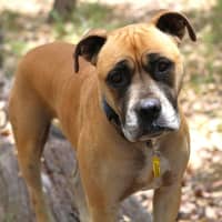 Photo of Maximus
