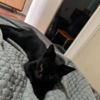 Photo of Dexter