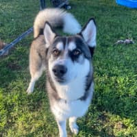 Photo of Bear