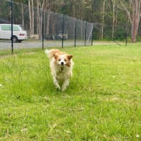 Photo of Ollie The Collie