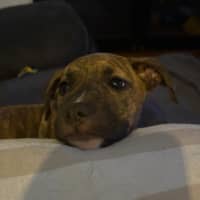Photo of Nellie   9 Week Old Staffy X