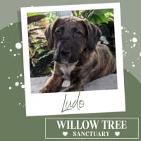 Photo of Ludo