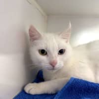 Photo of Kishka 