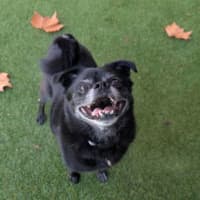 Photo of Cosmo