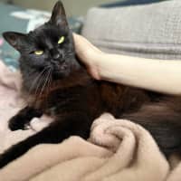 Photo of Kiki   In Foster In Preston