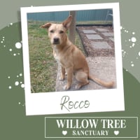 Photo of Rocco