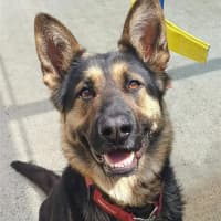 Photo of Bonnie