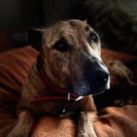 Photo of Trigger