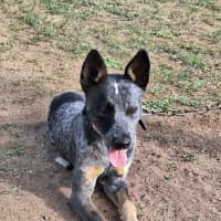 Photo of Bluey 2