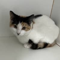 Photo of Miso