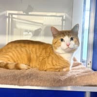 Photo of Mango