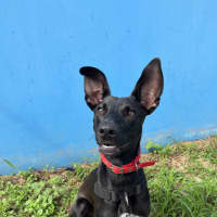 Photo of Lucky 