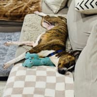 Photo of Dodge