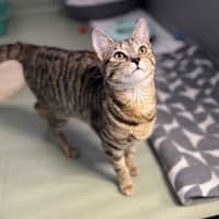 Photo of Nala