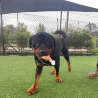 Photo of Bouncer Imp 1457