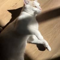 Photo of Snowy