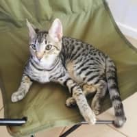 Photo of Jelly Bean (Groot)