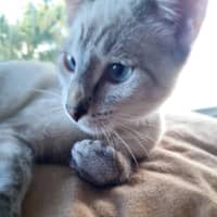 Photo of Sergeant Sprinkles