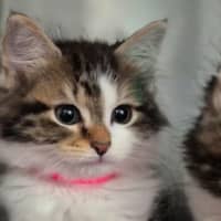 Photo of Zoe