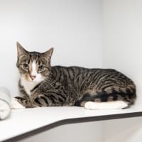 Photo of Opie