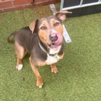 Photo of Daisy