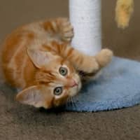 Photo of Nugget
